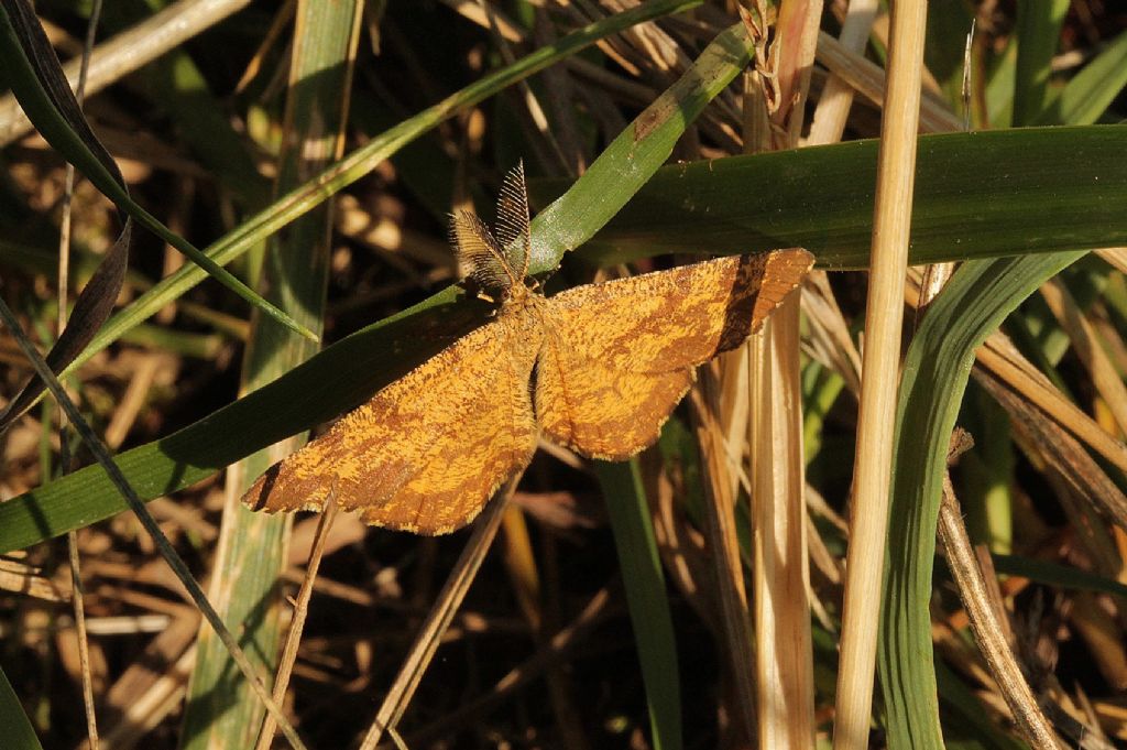 Ematurga atomaria (forse!)